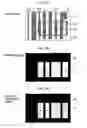 Fig. 06 - Photomask and manufacturing method of semiconductor device