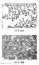 Fig. 07 - Composition and method for organ preservation
