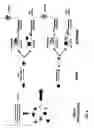Fig. 08 - Methods for multiple parameters screening and evolution of cells to produce small molecules with multiple functionalities
