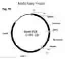 Fig. 13 - Methods for multiple parameters screening and evolution of cells to produce small molecules with multiple functionalities