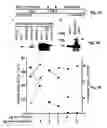 Fig. 06 - High-throughput assay for virus entry and drug screening