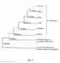Fig. 02 - Methods for identifying agents that increase the p44 function of microtubule assembly or resistance to HCV infection