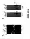Fig. 07 - Recombinant RSV virus expression systems and vaccines