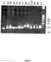 Fig. 09 - Starch branching enzyme