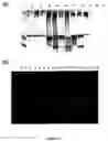 Fig. 26 - Starch branching enzyme