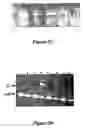 Fig. 29 - Starch branching enzyme