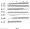Fig. 30 - Starch branching enzyme