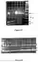 Fig. 32 - Starch branching enzyme