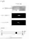 Fig. 03 - Adipocyte differentiation-associated gene and protein