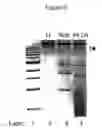 Fig. 07 - Alteration of restriction endonuclease specificity by genetic selection