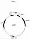 Fig. 09 - Alteration of restriction endonuclease specificity by genetic selection