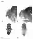 Fig. 07 - Growth regulating proteins