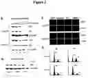 Fig. 03 - Regulated polymerase III expression systems and related methods