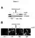 Fig. 04 - Regulated polymerase III expression systems and related methods