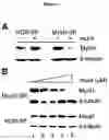 Fig. 05 - Regulated polymerase III expression systems and related methods