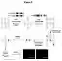 Fig. 06 - Regulated polymerase III expression systems and related methods