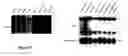 Fig. 06 - Compositions and methods for detecting and treating neurological conditions