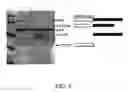Fig. 07 - Assays for the detection of microtubule depolymerization inhibitors