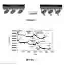 Fig. 05 - Device and method of detecting mutations and polymorphisms in DNA