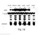 Fig. 03 - Novel manganese superoxide dismutase regulatory elements and uses therefore