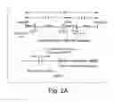 Fig. 05 - Novel manganese superoxide dismutase regulatory elements and uses therefore