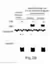 Fig. 06 - Novel manganese superoxide dismutase regulatory elements and uses therefore