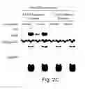 Fig. 07 - Novel manganese superoxide dismutase regulatory elements and uses therefore