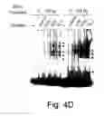 Fig. 13 - Novel manganese superoxide dismutase regulatory elements and uses therefore