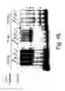 Fig. 14 - Novel manganese superoxide dismutase regulatory elements and uses therefore