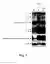 Fig. 18 - Novel manganese superoxide dismutase regulatory elements and uses therefore