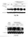 Fig. 20 - Novel manganese superoxide dismutase regulatory elements and uses therefore