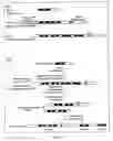Fig. 06 - Single stranded DNA binding proteins from Archaea and uses therefor