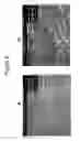 Fig. 06 - Mesoporous permeation layers for use on active electronic matrix devices