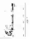 Fig. 19 - Assay employing G protein-coupled receptor expressed in dorsal root ganglia