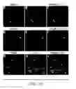 Fig. 22 - Assay employing G protein-coupled receptor expressed in dorsal root ganglia