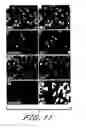 Fig. 23 - Assay employing G protein-coupled receptor expressed in dorsal root ganglia