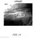 Fig. 28 - Assay employing G protein-coupled receptor expressed in dorsal root ganglia