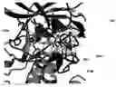 Fig. 01 - Molecular scaffolds for kinase ligand development