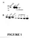 Fig. 02 - Composition and method for modulating somatolactogenic function