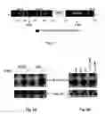 Fig. 02 - Antibodies that recognize and bind phosphorylated human androgen receptor and methods of using same