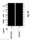Fig. 04 - Antibodies that recognize and bind phosphorylated human androgen receptor and methods of using same