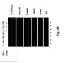 Fig. 06 - Antibodies that recognize and bind phosphorylated human androgen receptor and methods of using same