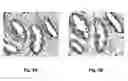 Fig. 08 - Antibodies that recognize and bind phosphorylated human androgen receptor and methods of using same