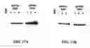 Fig. 45 - Beta-secretase enzyme compositions and methods
