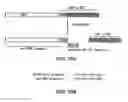 Fig. 47 - Beta-secretase enzyme compositions and methods