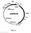 Fig. 49 - Beta-secretase enzyme compositions and methods