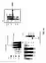 Fig. 23 - Compositions and methods for dehydration and cyclization of peptides, synthetic compounds, and lantibiotics