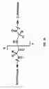 Fig. 34 - Compositions and methods for dehydration and cyclization of peptides, synthetic compounds, and lantibiotics