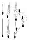 Fig. 45 - Compositions and methods for dehydration and cyclization of peptides, synthetic compounds, and lantibiotics