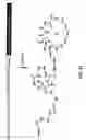 Fig. 53 - Compositions and methods for dehydration and cyclization of peptides, synthetic compounds, and lantibiotics